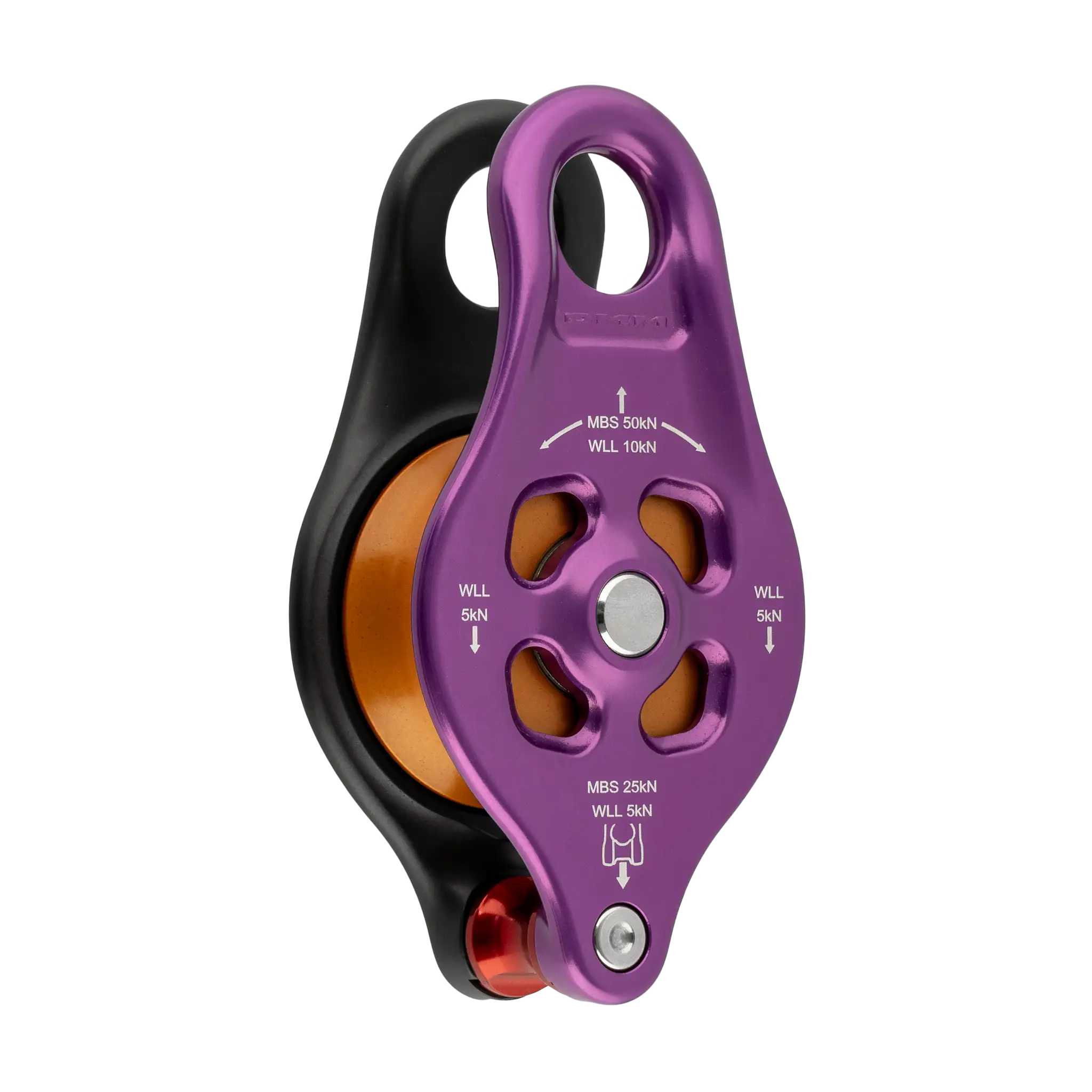 Pinto 2 - Image 3